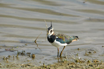 Faune des marais<br>NIKON D300S, 500 mm, 640 ISO,  1/1250 sec,  f : 5.6 